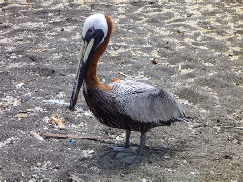 St. Kitts and Nevis – TOURISTBYTRADE.COM