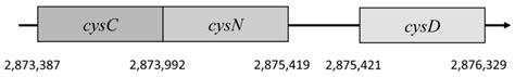 Cells Free Full Text Recent Advances In Metabolic Pathways Of Sulfate Reduction In