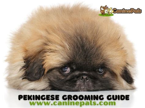 Pekingese Grooming Styles Explained in Detail - Canine Pals