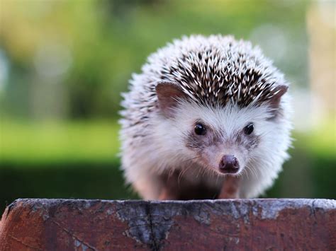 Somali Hedgehog