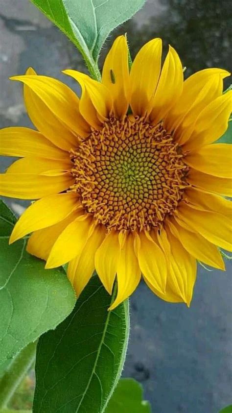 Pin On Girasoles Sunflower Garden Sunflower Pictures Beautiful