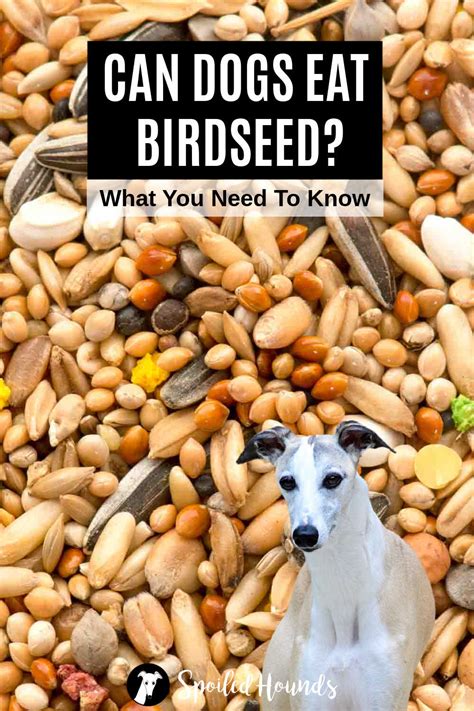 Is Bird Seed Toxic To Dogs