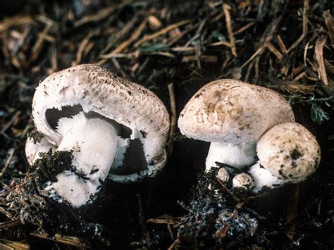 California Fungi: Agaricus bisporus