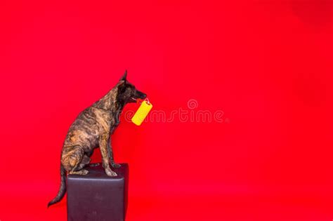 Dog Dutch Shepherd Playing With Paint Roller In Red Room Renovation