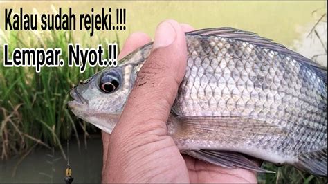 Kalau Sudah Rejeki Emang Gak Kemana Mancing Umpanlumut