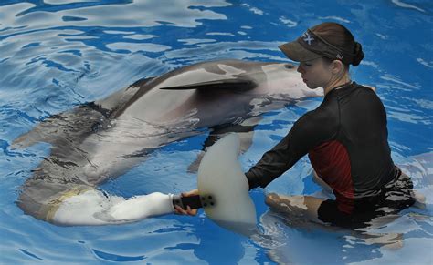 Winter Star Of ‘dolphin Tale Movies Dies At Florida Aquarium