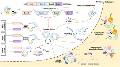 Biogenesis And Functions Of Circrnas Circrnas Can Be Derived Through