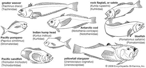 Bluefish | Saltwater, Predator, Gamefish | Britannica