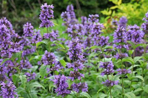 10 Plants That Look Like Lavender Quick Care Guides