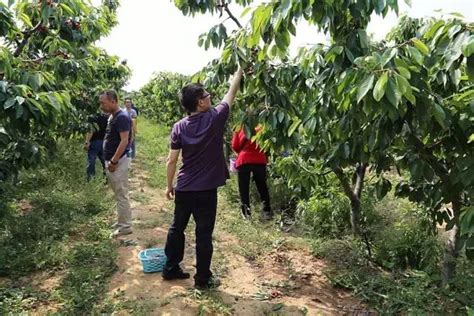 銅川神農生態大櫻桃熟了 千名遊客走進櫻桃園體驗採摘樂趣 每日頭條