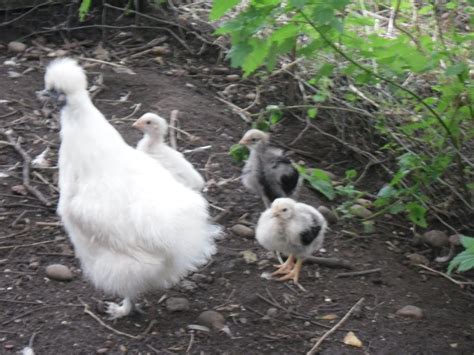 Sexing Orpingtons Backyard Chickens Learn How To Raise Chickens