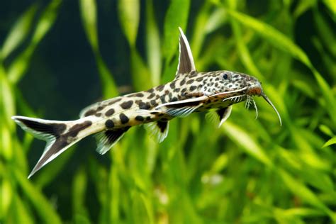 Synodontis Petricola Conheça O Peixe Gato Da África Oriental Guia Animal