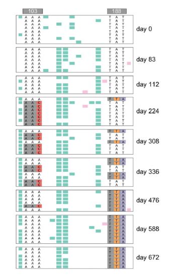 14: Interaction of Multiple Selected Loci - Biology LibreTexts