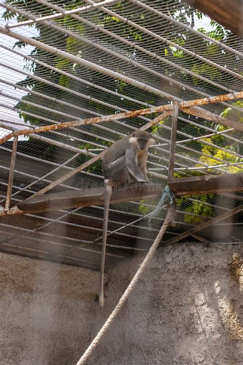 The Green Monkey Chlorocebus Sabaeus Also Known As The Sabaeus