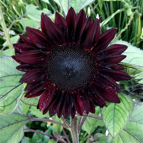 Unique Dark Sunflower Red Wave Helianthus Annuus 20 Seeds