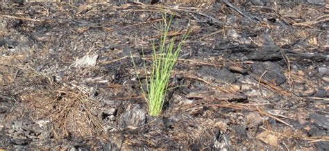 Planting Southern Pines A Guide To Species Selection And Planting Techniques Mississippi