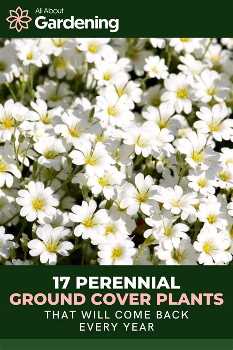 17 perennial ground cover plants that will come back every year – Artofit