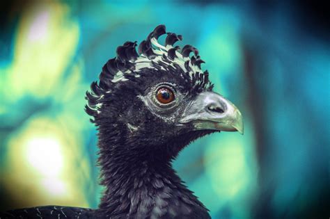 Animals Birds Nature Free Photo On Pixabay Pixabay
