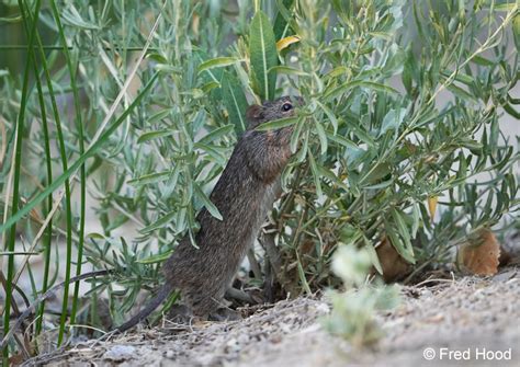 Arizona Cotton Rat Backcountry Gallery Photography Forums