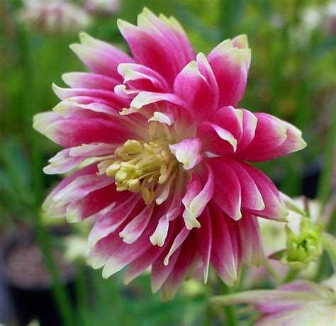 Nora Barlow Columbine Aquilegia Vulgaris Double Pink Hardy Etsy