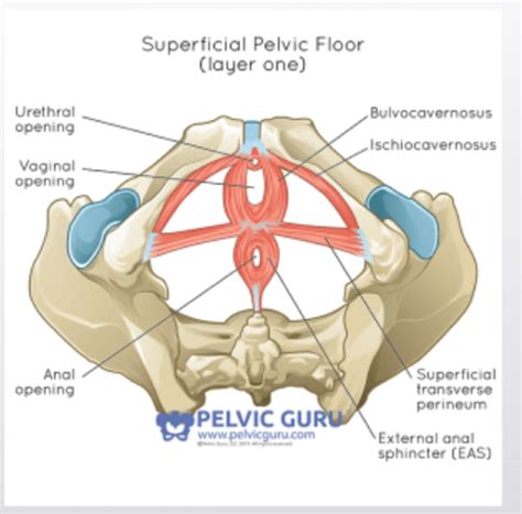 Pelvic Floor Flashcards Quizlet