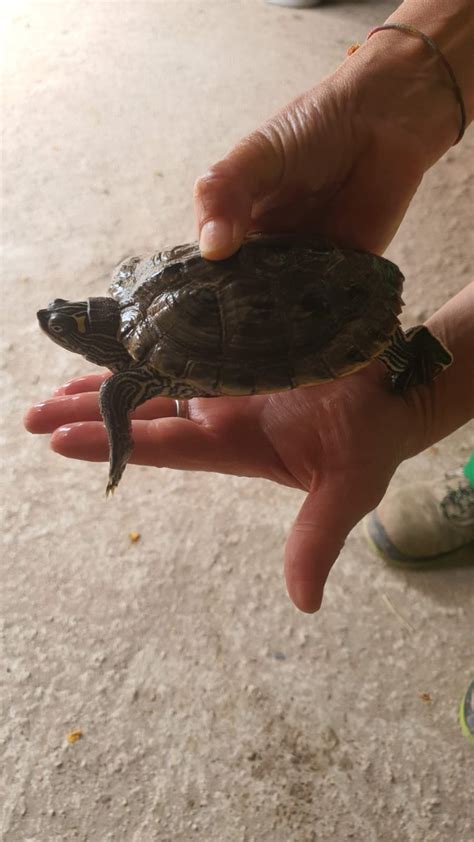 The Mollete Bread On Twitter Rt Pushirene Esta Tortuguita Gal Pago