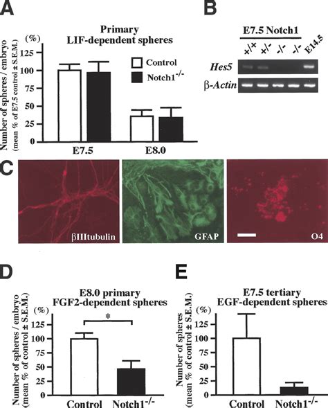 Primitive Neural Stem Cells From The Mammalian Epiblast Differentiate