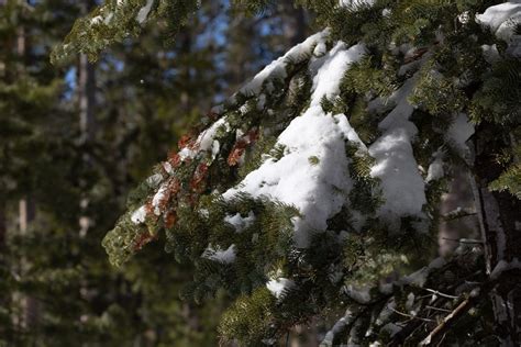 March Storms Lift Snowpack Measurements Above Average The Sun Gazette