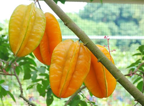 Beragam Manfaat Buah Belimbing Untuk Ibu Menyusui