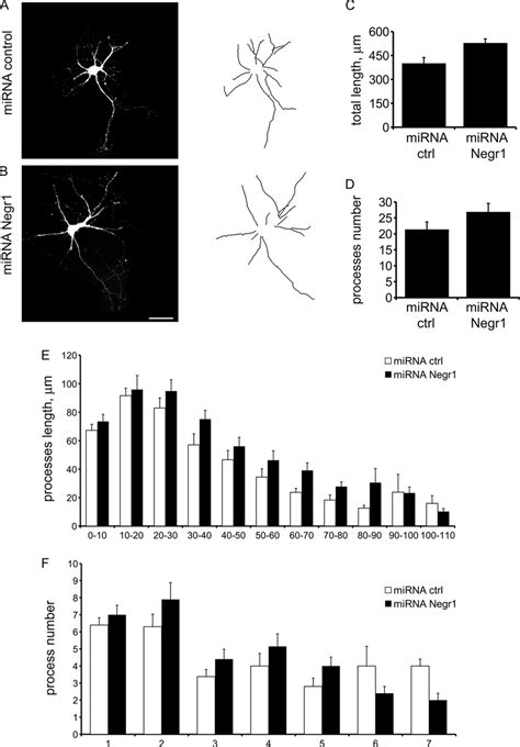 Negr1 Silencing Does Not Affect Neuronal Morphology At Immature Stages