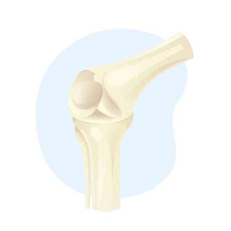 Premium Vector Realistic Human Bone Structure Vector