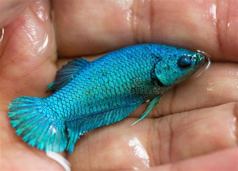 Betta Green Turquoise Halfmoon Plakat Hmpk Female In Hand Stock Photo