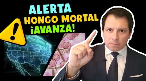 ALERTA EEUU REGISTRA AVANCE DE HONGO MORTAL CANDIDA AURIS YouTube