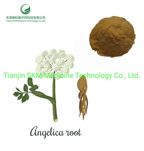 Angelica Sinensis Extract Powder 10 1dong Quai Extract China Dong Quai And Angelica Root Extract