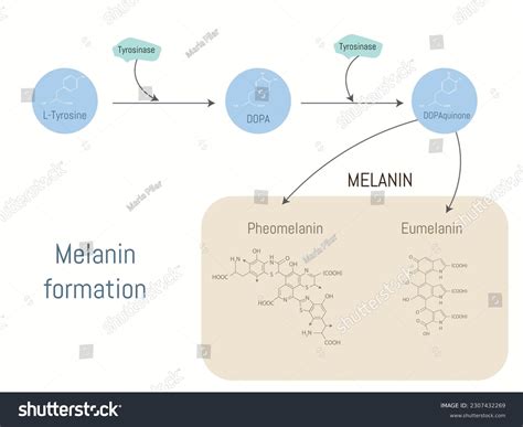 Diagram How Melanin Formed Tyrosine Tyrosinase Stock Vector Royalty