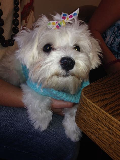 Maltese Puppy Face. The sweetest. | Maltese puppy, Cute animals, Pet birds
