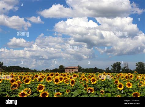 sunflower field landscape Stock Photo - Alamy