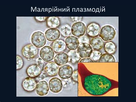 Епідемії - презентация онлайн