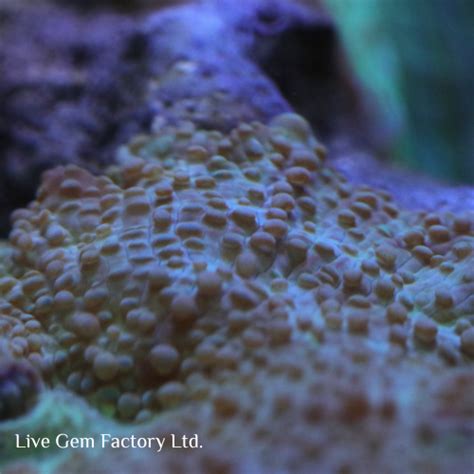 Green Spotted Mushroom Live Gem Factory Ltd