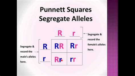 Punnett Square Diagram