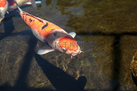 锦鲤鱼Cyprinus carpio haematopterus高清摄影大图 千库网