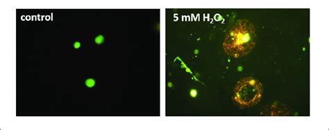 Fluorescence Images Of U937 Cell Culture In The Absence Left Panel