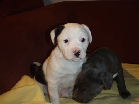 Jack Russell Pitbull Mix