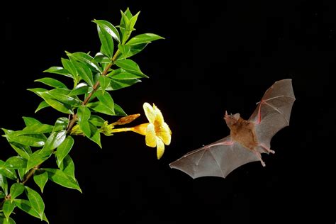 The Orientation Of Bats Acoustic Mental Maps In Action Noticias Ambientales