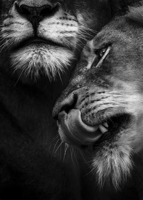 Lion Couple Wallpapers - Top Free Lion Couple Backgrounds - WallpaperAccess