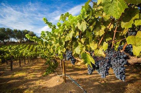 Wine And Ale Trails Of Placer County Visit Northern California Wine