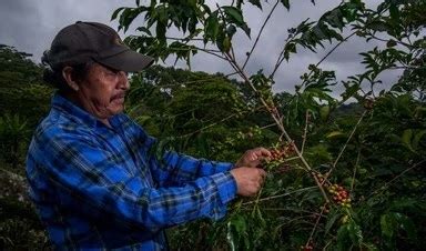 La Jornada Producción para el Bienestar apoya a más de 178 mil