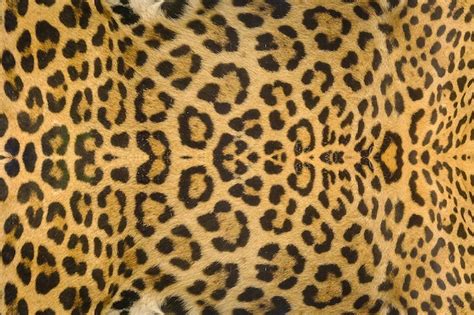 Fundo de textura de pele de onça pintada leopardo e jaguatirica Foto