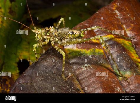 Los Saltamontes Americanos Tettigoniidae Espinosas De Color Verde El