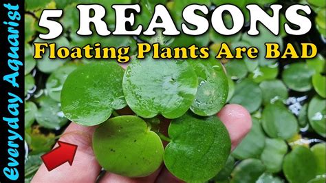 Why Floating Plants Are Bad For Your Aquarium Youtube